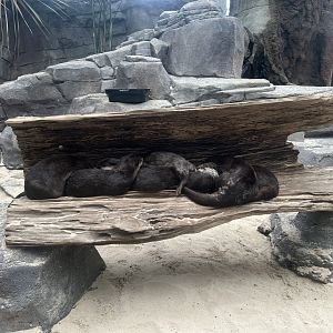 Asian Small-clawed Otters