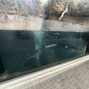 Freshwater fishes of the Cape Fear River