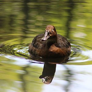 St Louis Zoo - Duck ID