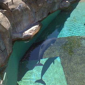 Harbor porpoise (Phocoena phocoena) in the former cetacean exhibits (no longer displayed)