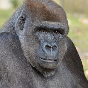 Gorilla Bibi