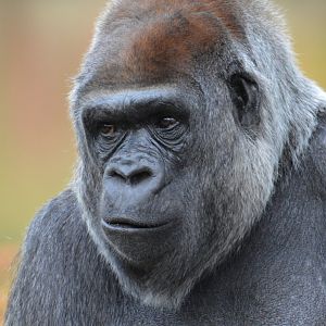 Gorilla Mpenzi