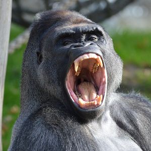 Gorilla Sango yawning
