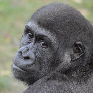Gorilla youngster Tilla