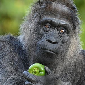 Oldest known gorilla in the world - Fatou