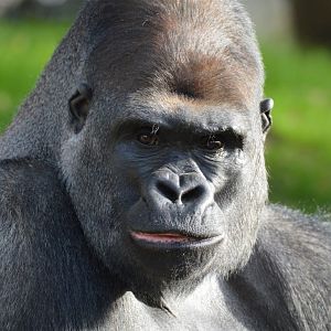 Gorilla Sango