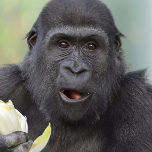 Gorilla youngster Tilla