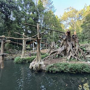 Siamang Exhibit - currently empty