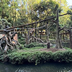 Siamang Exhibit - currently empty