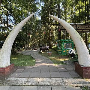 Giant Tusks