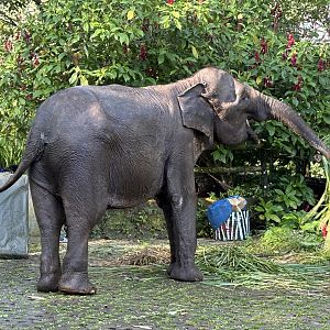 Asian Elephant - wandering around