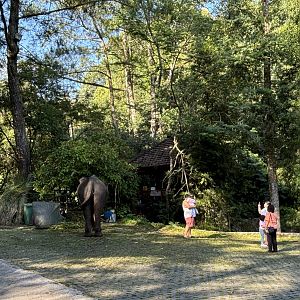 Free-roaming Asian Elephant