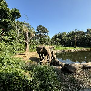 Safari - Asian Elephant Exhibit