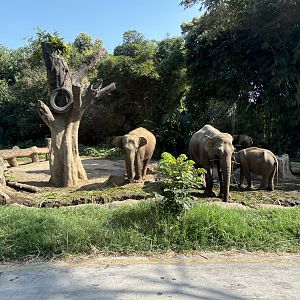 Safari - Asian Elephant Exhibit
