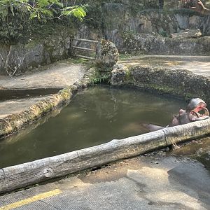 Safari - Common Hippo Exhibit
