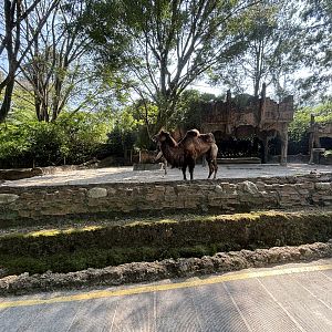 Safari - Bactrian Camel Exhibit
