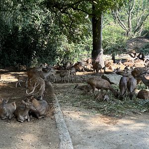 Safari - Asian Hoofstock Exhibit