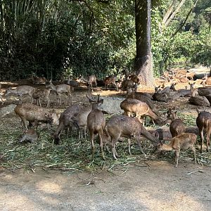Safari - Asian Hoofstock Exhibit