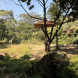 Safari - Giraffe Exhibit #1