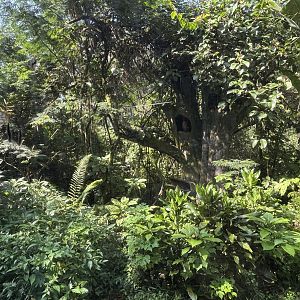 Safari - Tethered Buffy Fish Owl