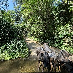 Safari - Blue Wildebeest