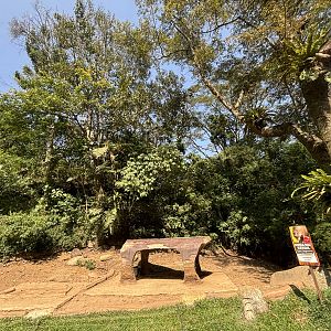 Safari - Pygmy Hippo Exhibit #1