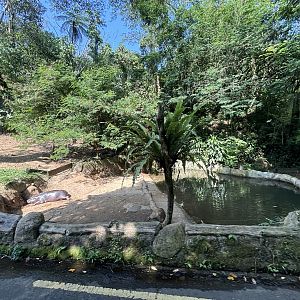 Safari - Pygmy Hippo Exhibit #2