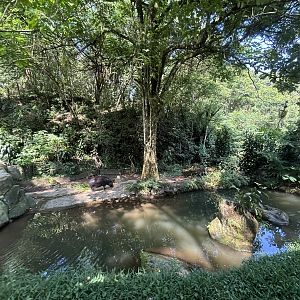 Safari - Pygmy Hippo Exhibit #3