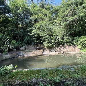 Safari - Pygmy Hippo Exhibit #4
