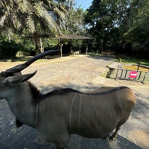 Safari - Common Eland