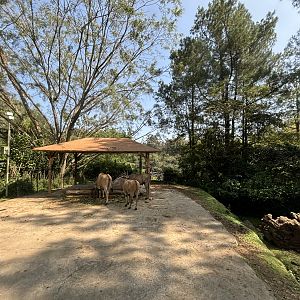 Safari - African Hoofstock Exhibit
