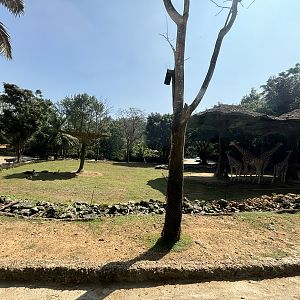 Safari - Giraffe Exhibit #2