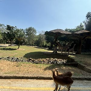 Safari - Giraffe Exhibit #2