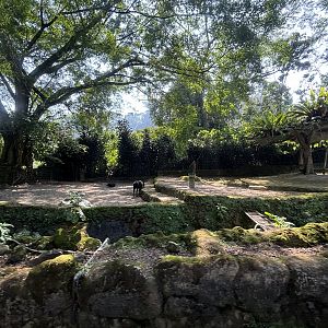 Safari - Lowland Anoa Exhibit