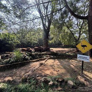 Safari - Wisent Exhibit