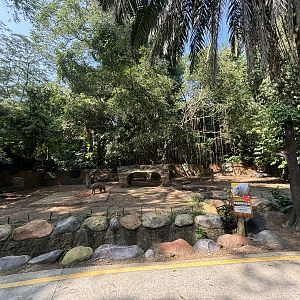 Safari - Babirusa Exhibit