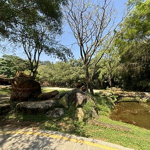 Safari - Lion Exhibit #1