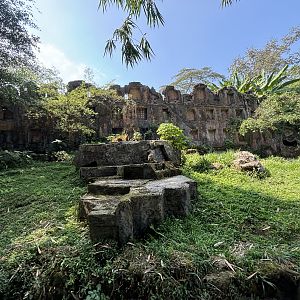 Safari - Tiger Exhibit #1