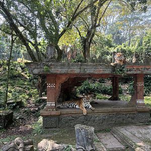 Safari - Tiger Exhibit #1