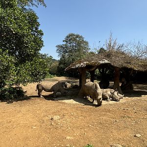 Safari - White Rhino Exhibit