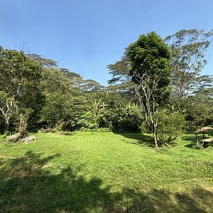 Safari - Cheetah Exhibit