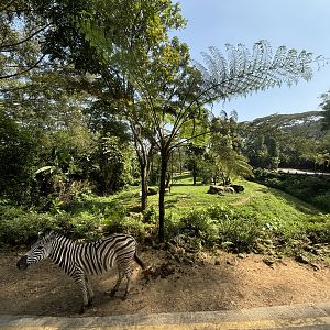 Safari - Zebra + Cheetah Exhibit