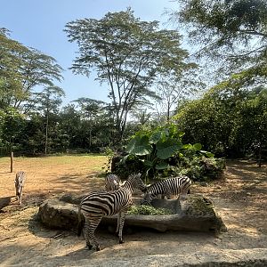 Safari - Zebra Exhibit