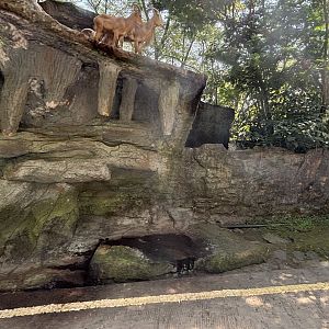 Safari - Aoudad Exhibit