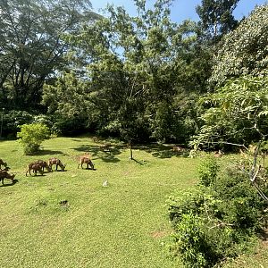 Safari - Hippo + Waterbuck Exhibit
