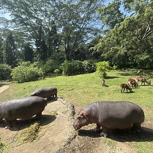 Safari - Hippo + Waterbuck Exhibit