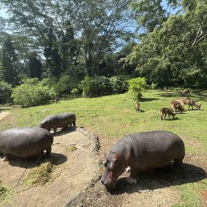 Safari - Hippo + Waterbuck Exhibit
