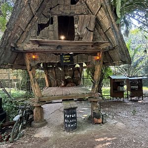 Safari - Tiger Exhibit #3