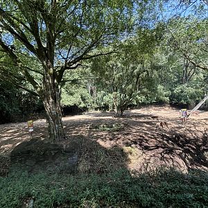 Safari - Asian Hoofstock Exhibit