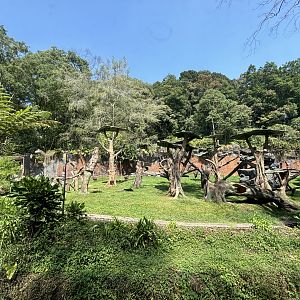 Safari - Bornean Orangutan Exhibit